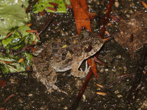 Kanchanaburi Rain-Pool Frog, Minervarya muangkanensis