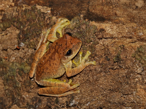 Jarujin's Flying Frog, Zhangixalus jarujini
