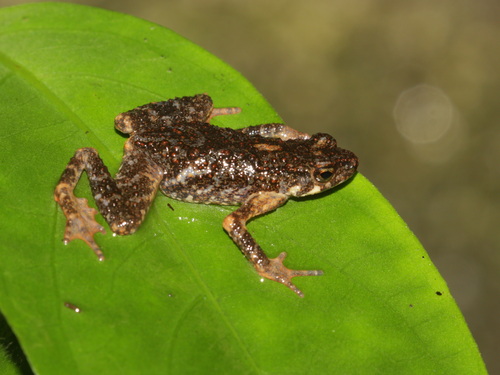 Karen Stream Toad, Ansonia karen