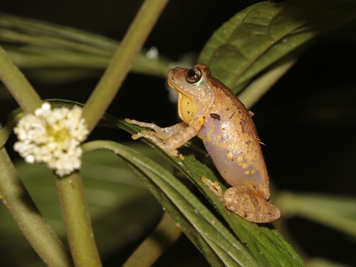 Karin Hills Bushfrog, Gracixalus carinensis