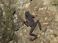 Cave-Dwelling Stream-Toad photo 4