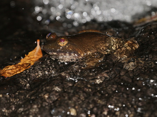 Khorat big-mouthed frog, Limnonectes megastomias