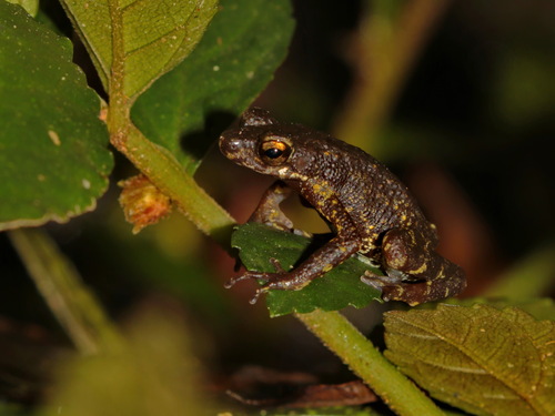 Kra Stream Toad, Ansonia kraensis