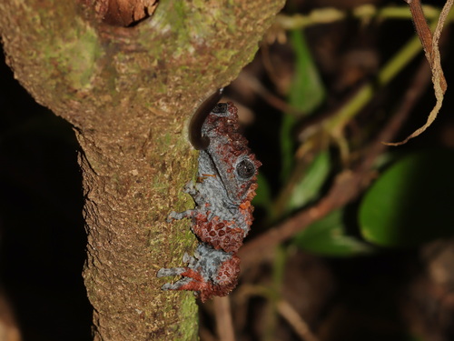 Red Mossy Frog, Theloderma gordoni