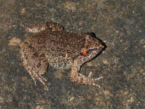 Lauhachinda's Fanged Frog, Limnonectes lauhachindai