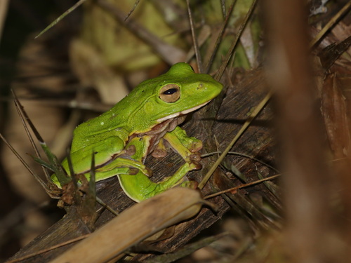 White-lipped Treefrog, Zhangixalus pachyproctus