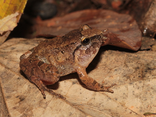 Limborg's Frog, Limnonectes limborgi