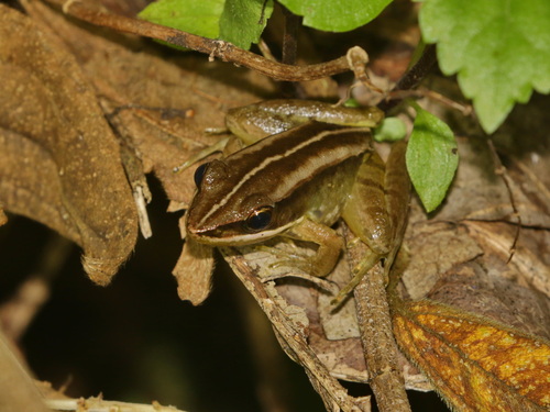 Lin's Music Frog, Nidirana lini