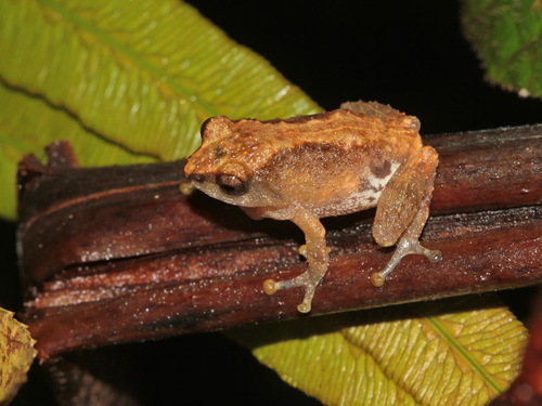 Longchuan Shrub Frog, Raorchestes longchuanensis