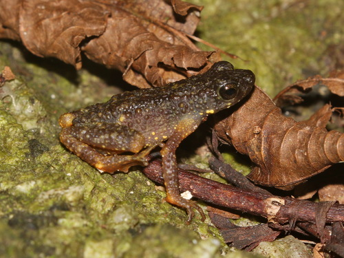 Malaya Stream Toad, Ansonia malayana