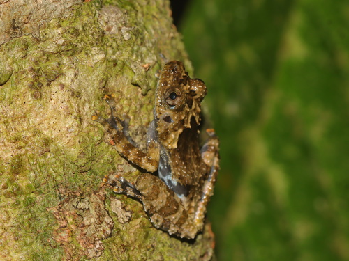 Spiny Wart Frog, Theloderma horridum