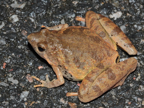 Malcolm's Narrow-mouthed Frog, Microhyla malcolmi