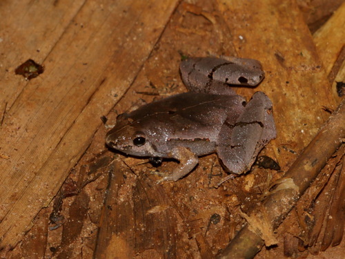 Manthey's Narrow-mouth Frog, Microhyla mantheyi