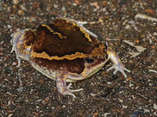 Median-striped Bullfrog, Kaloula mediolineata