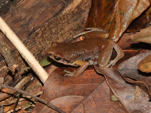 Menglien Grainy Frog, Micryletta menglienica