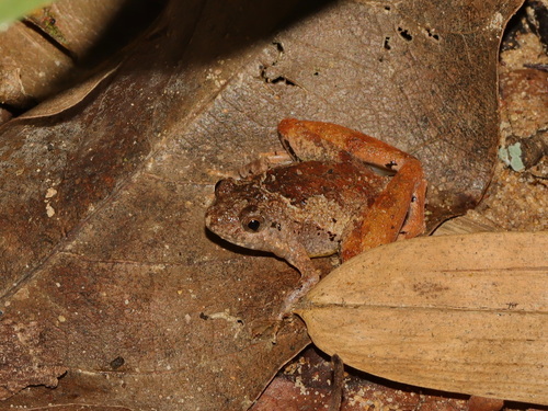 Microhyla peninsularis