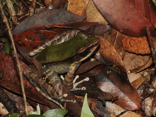 Gold-flanked Odorous Frog, Odorrana aureola