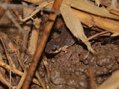 Pilok Stream Toad, Ansonia pilokensis