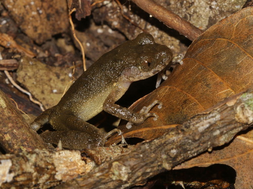 Rosy Litter Frog, Leptobrachella eos