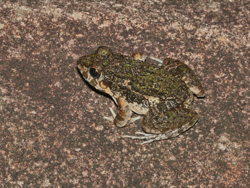 Ubon Wart Frog, Fejervarya triora