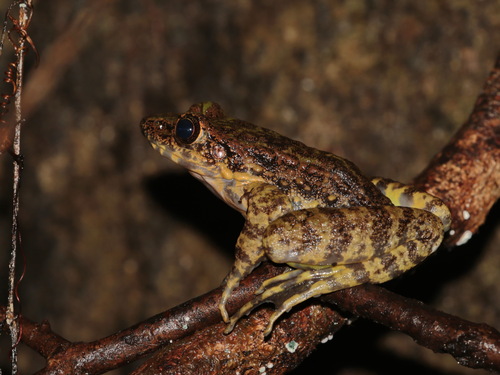 Anderson's Frog, Odorrana andersonii