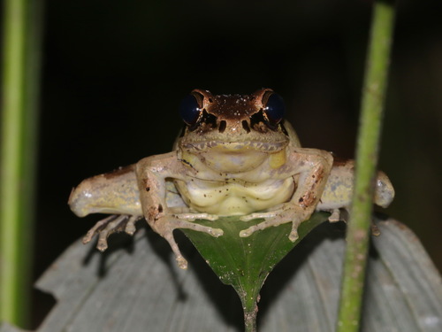 Spotted-snout Frog, Wijayarana melasma