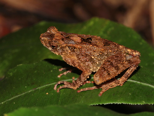 Bourbon Toad, Leptophryne borbonica