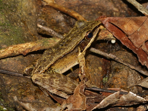 Smith's Frog, Hylarana faber