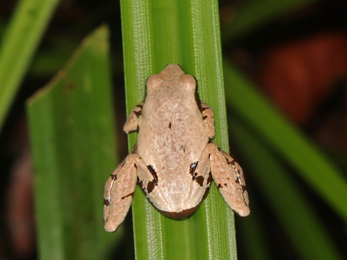Warted Frog, Theloderma licin