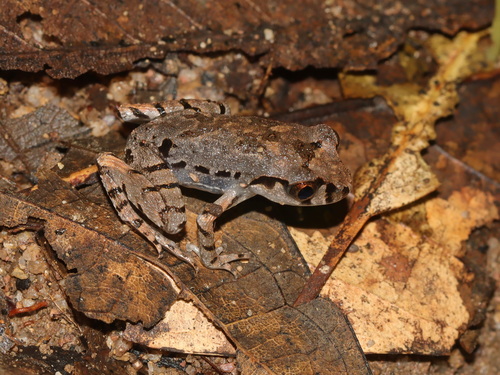 Yunnan Litter Toad, Leptobrachella ventripunctata