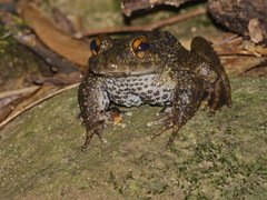 Spiny-Breasted Frog photo 2
