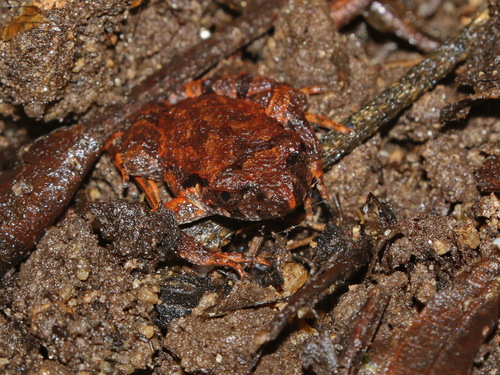 Leptobrachella korifi