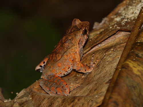 Tak Horned Toad, Xenophrys takensis