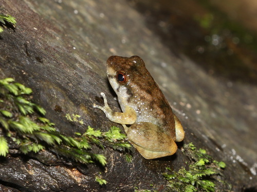 Alcalus pullus