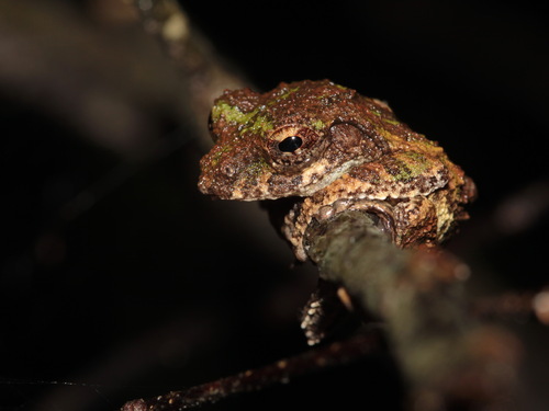 Loei Flying Frog, Kurixalus bisacculus