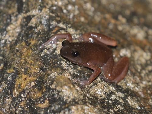 Tenasserim Cave Frog, Siamophryne troglodytes