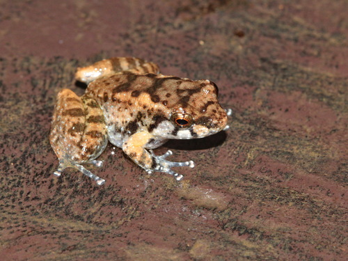 Tenasserim Eastern Frog, Ingerana tenasserimensis
