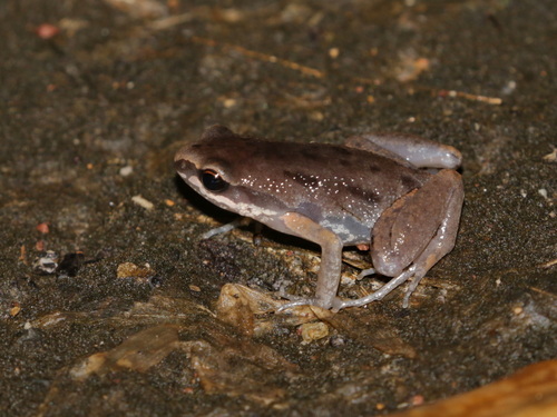 Micryletta thongphaphumensis