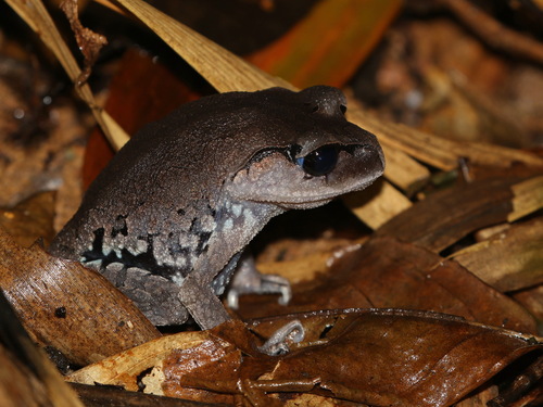 Blue-eyed Toadfrog, Leptobrachium tenasserimense