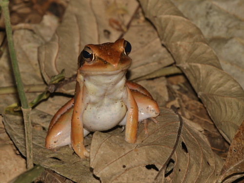 Hylarana miopus