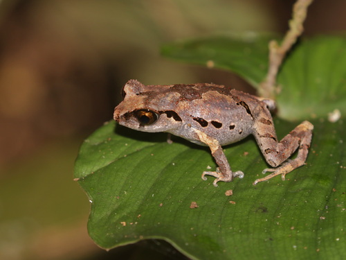 Malaysian Asian Toad, Leptobrachella heteropus