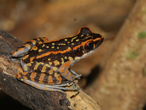 Hylarana sundabarat