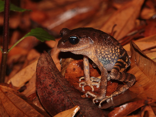 Huashen Pseudomoustache Toad, Leptobrachium huashen