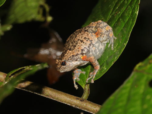 Wide-disked Narrow-mouthed Frog, Kaloula latidisca