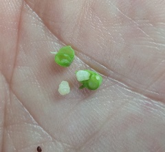 Euphorbia schiedeana