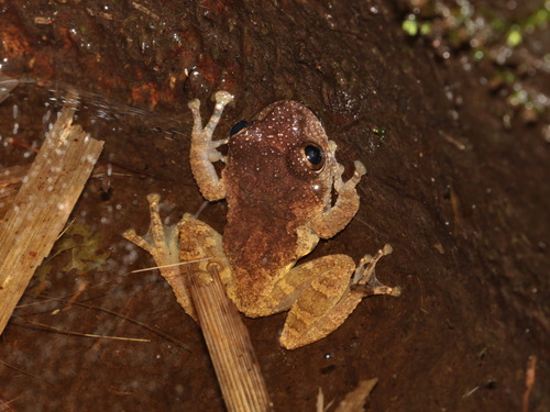 Yunnan Bushfrog, Gracixalus yunnanensis