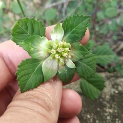 Euphorbia schiedeana