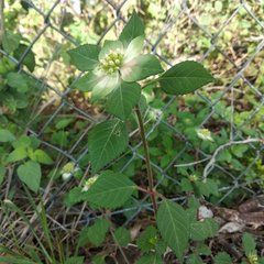 Euphorbia schiedeana