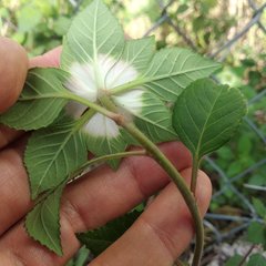 Euphorbia schiedeana