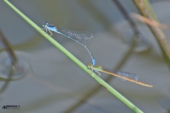 Pseudagrion spencei